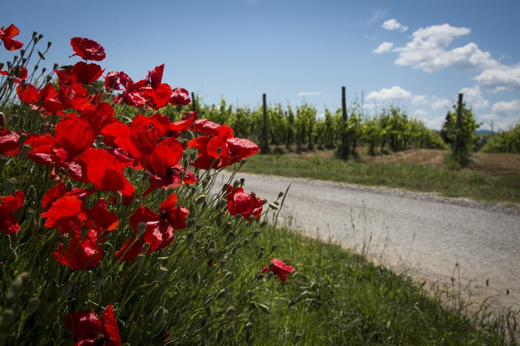 Agriturismo L'Isola Crespina Kültér fotó